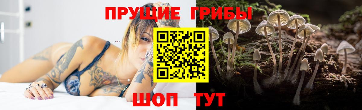 Таганрог  Псилоцибиновые грибы Psilocybe  Вход с VPN  Псилоцибиновые грибы GOLDEN TEACHER 